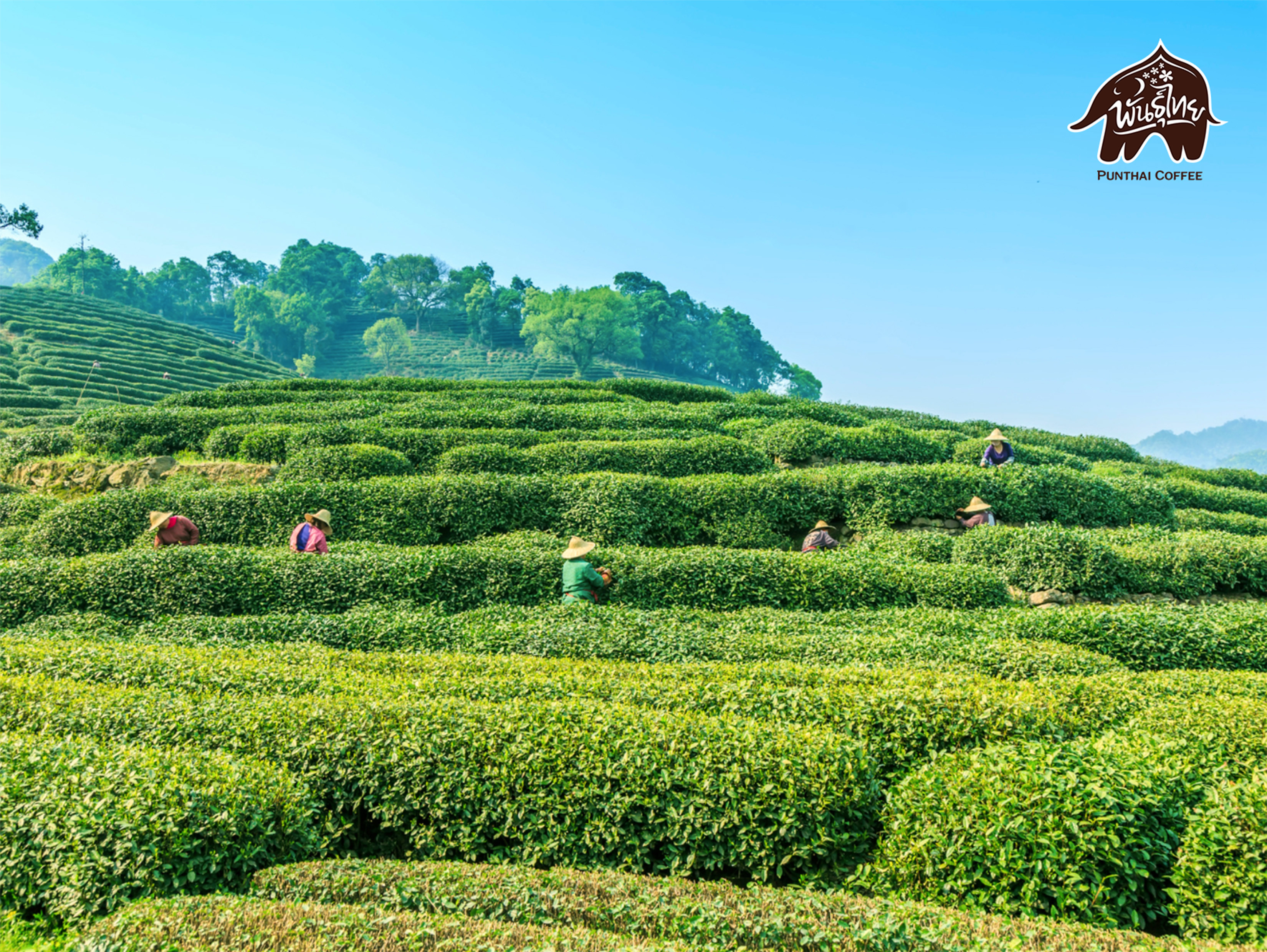 organic farm