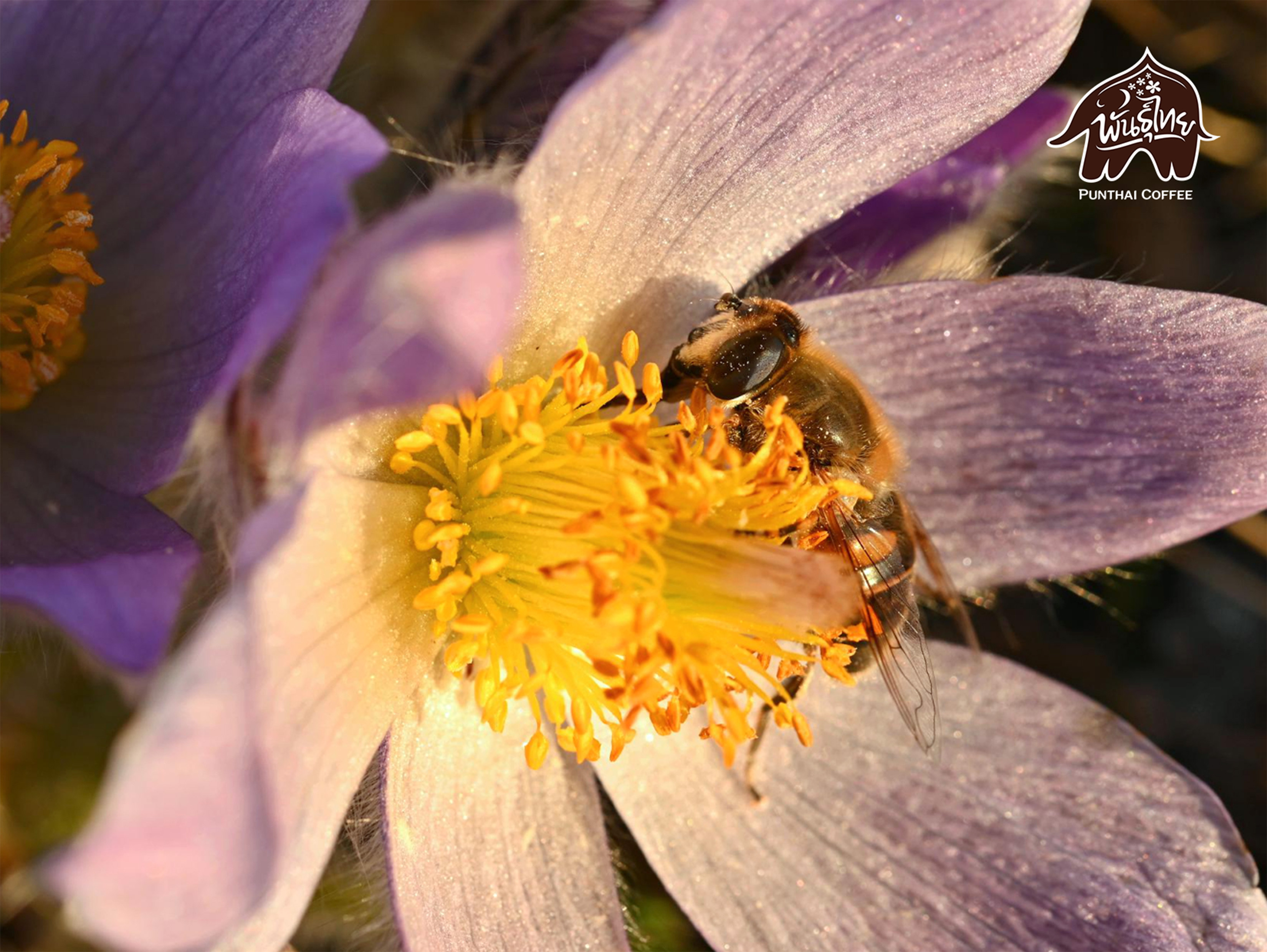 spring flower with bee