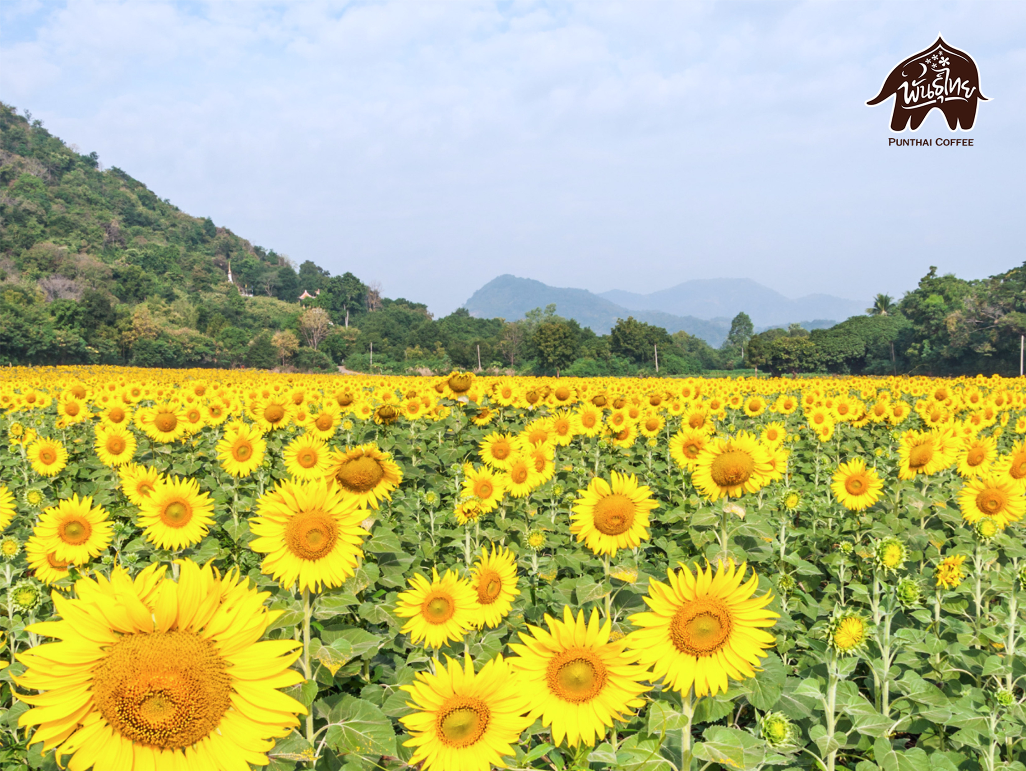 Sunflower Fields at Lopburi